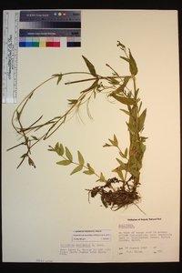 Epilobium oreganum image